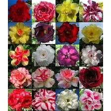 200 Sementes Mix Rosa Deserto Mix Adenium Absum Multicolor 