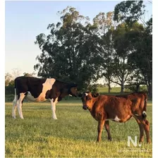 Chacra En Venta En Canelones. Oportunidad Para Explotar. 