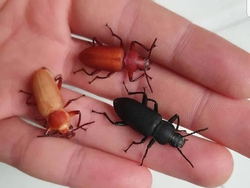 20 Besouros De Tenebrio Gigante  Vivos Comece  A Criar 