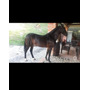 Tercera imagen para búsqueda de caballo criollo colombiano