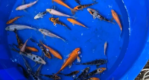Segunda imagen para búsqueda de peces