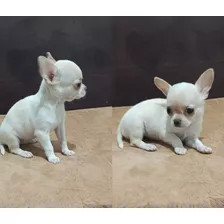 Chihuahua Miniatura 