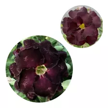 5 Sementes De Rosa Do Deserto Negra - Adenium Obesum Negra