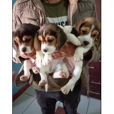 Cachorros Beagle, Entregas En Todas Las Provincias 