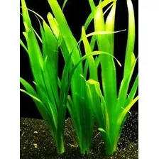 Vallisnerias Gigantes Pack De 10