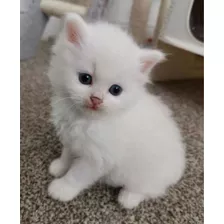 Gatitos Angora Originales