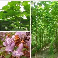 1000 Semillas Arbol Maderable Paulownia Tomentosa