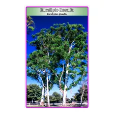 Semillas De Eucalipto Rosado (eucalyptus Grandis)