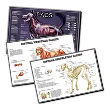 03 Posters Clínica Veterinária 65cmx100cm Anatomia Dos Cães