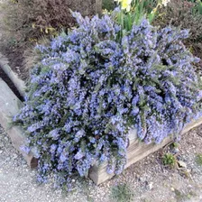 Plantas De Romero Rastrero, Cubresuelos, Aromática 