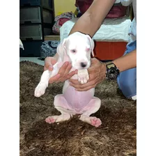 Cachorro Pitbull De 3 Meses De Edad.