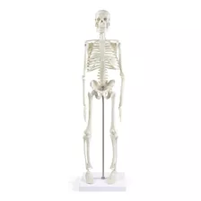 Modelo Anatómico- Esqueleto Humano 45 Cm