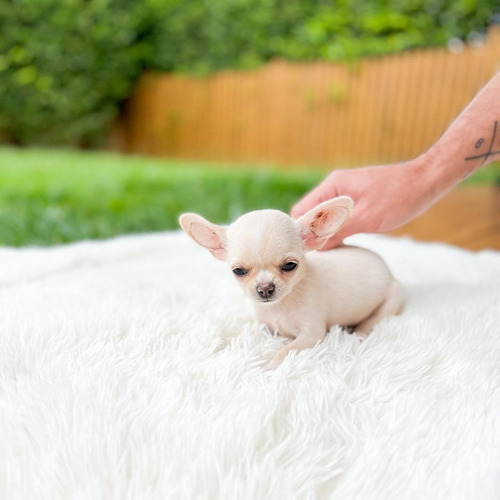 Cachorros Chihuahua Miniatura Pelo Largo Veterinaria