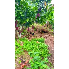 Finca Cacaotera Frutal Y Maderable / Esmeraldas-ecuador