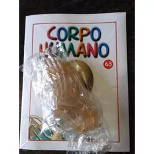 Corpo Humano Fasciculo 63 - Novo Lacrado Com A Peça - Salvat