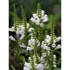 Plantas De Physostegia Blanca