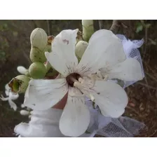 Sementes De Árvores Paineira Branca Barriguda P/ Mudas