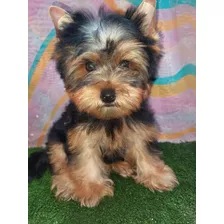 2 Yorkshire Terrier Mini