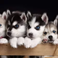 Husky Siberiano