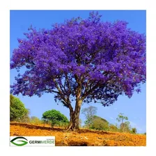 500 Sementes Jacaranda Mimoso Jacarandá Roxo