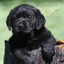 Cachorras Y Cachorros Labrador . Garantia Un Año Real.