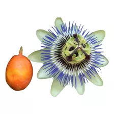 Mburucuyá Pasionaria Passiflora Caerulea Atrae Mariposas