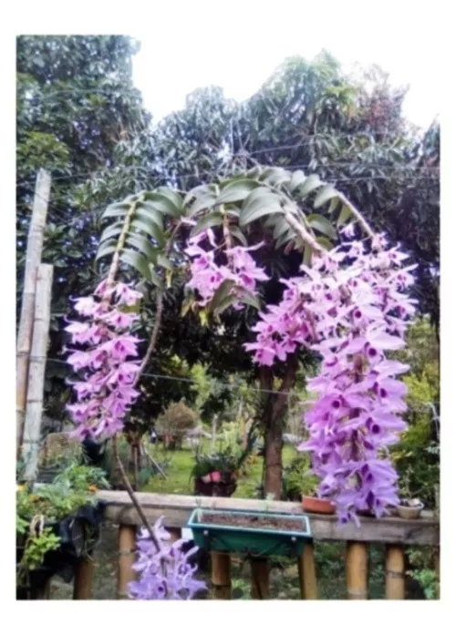 Orquídea Dendrobium Anosmum -keikis