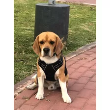 Beagle Pedigri Macho Servicio De Monta