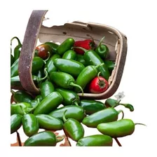 100 Sementes Pimenta Mexicana Jalapeño Jalapenho Jalapenha