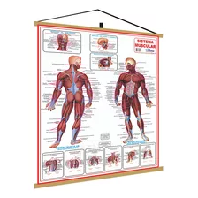 Mapa Corpo Humano Muscular Laminado Moldura 120x90cm Banner