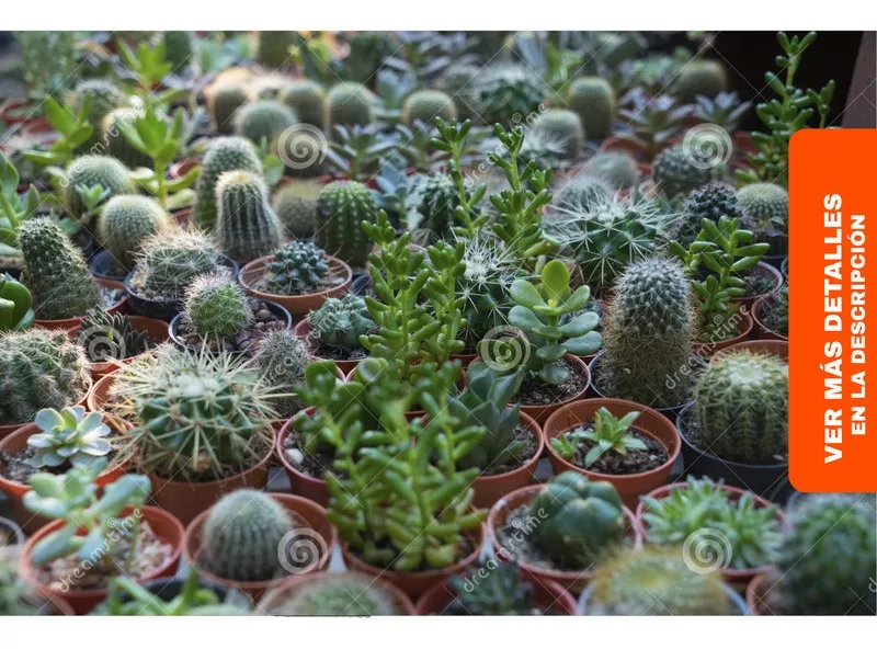 Cactus Palo