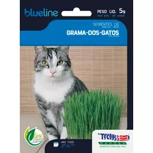  Grama Dos Gatos A Verdadeira 4500 Sementes Para Plantio +nf