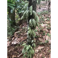 Finca De Cacao Orgánico En Gaspar Hernandez