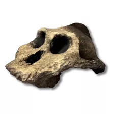 Cráneo Paranthropus Tamaño Real