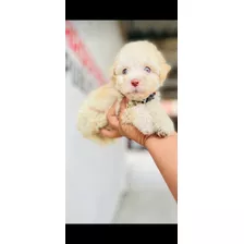 Cachorra French Poodle Toy Hembra 