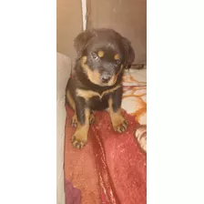 Vendo Filhote De Rottweiler Puros Já Comem Ração São Lindos 