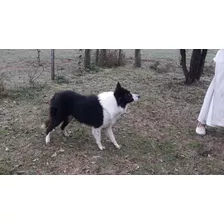 Criadero De Border Collie Argentino De Trabajo Y Compañia !