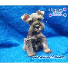 Venta De Cachorros Schnauzer Miniatura En Orizaba Veracruz