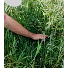 1 Kg De Sementes De Tifton-85 (paspalum Nutatum)