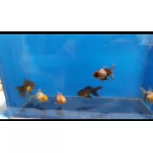 Goldfish Oranda Calico