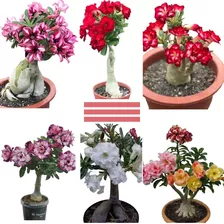 20 Sementes Rosa Do Deserto Adenium Cores Diversas Flor Mix