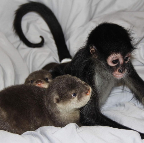 Venta De Monos Y Chimpancés Bebés Registrados En Usda