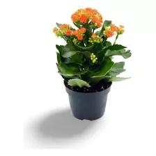 Planta Para Que Sirve El Kalanchoe Como Planta Medicinal