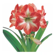 Bulbos Amaryllis Produção Natural Holambra Expoflora Cores