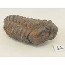Fóssil De Trilobita Do Marrocos - Período Ordoviciano