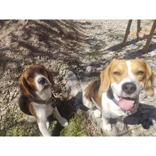 Cachorros Beagle Excelente Calidad!!!