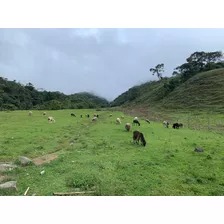 Se Vende Finca Apta Para Aguacate Hass Santuario Risaralda