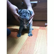 American Bully Black Brindle