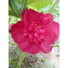 Malva Real Doble Roja