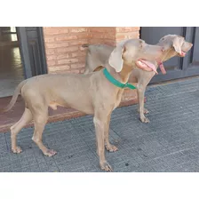 Weimaraner Servicio De Monta